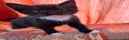 Mixed Breed cats for sale: 🐾 4 Male Kittens Looking for Loving Homes 🐾  - Advert 22