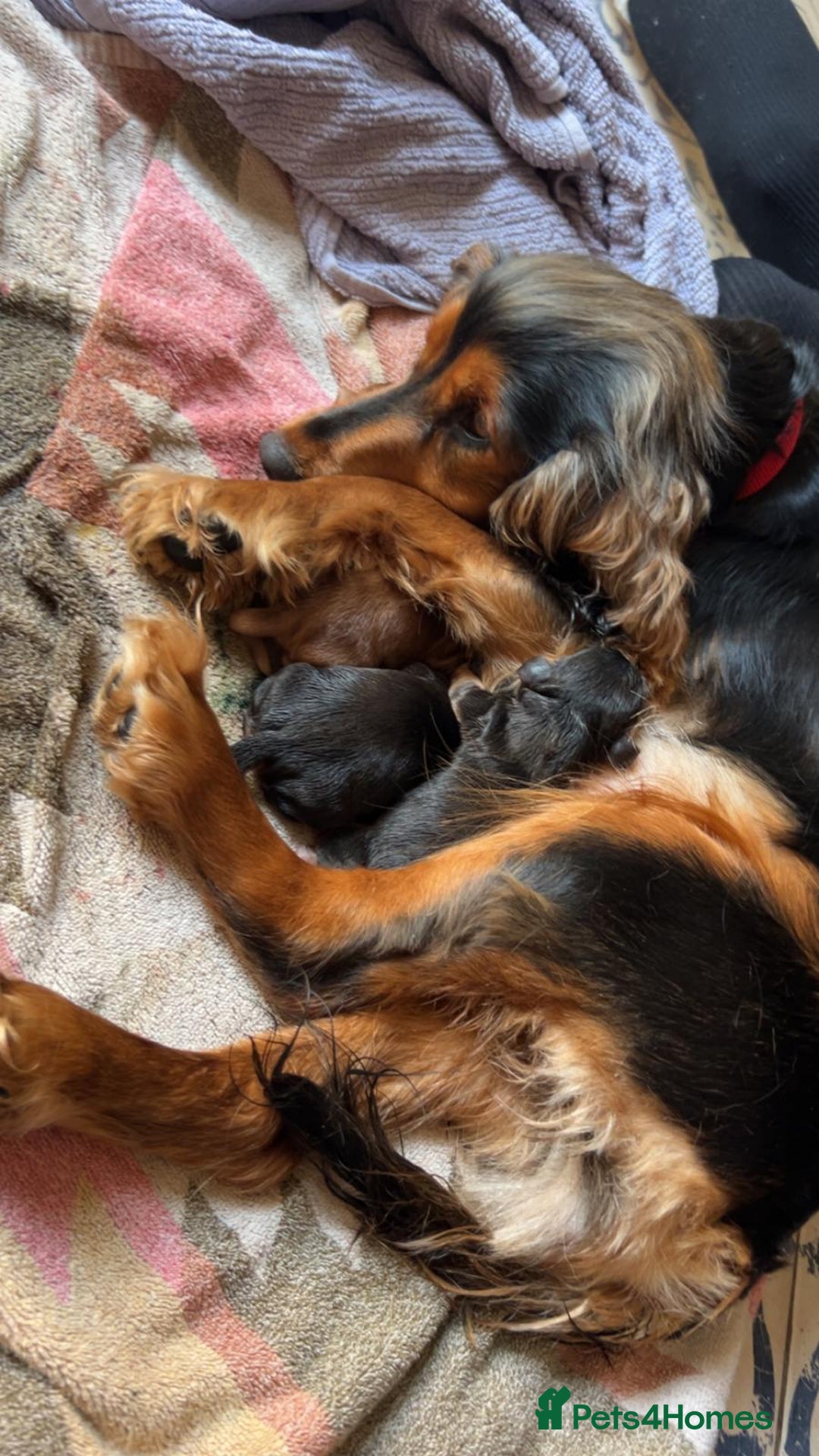 Cocker Spaniel dogs for sale: Princess cockers for sale  - Advert 5