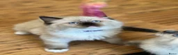 Ragdoll cats for sale: 🐾 Ragdoll Kittens 🐾 - Advert 2