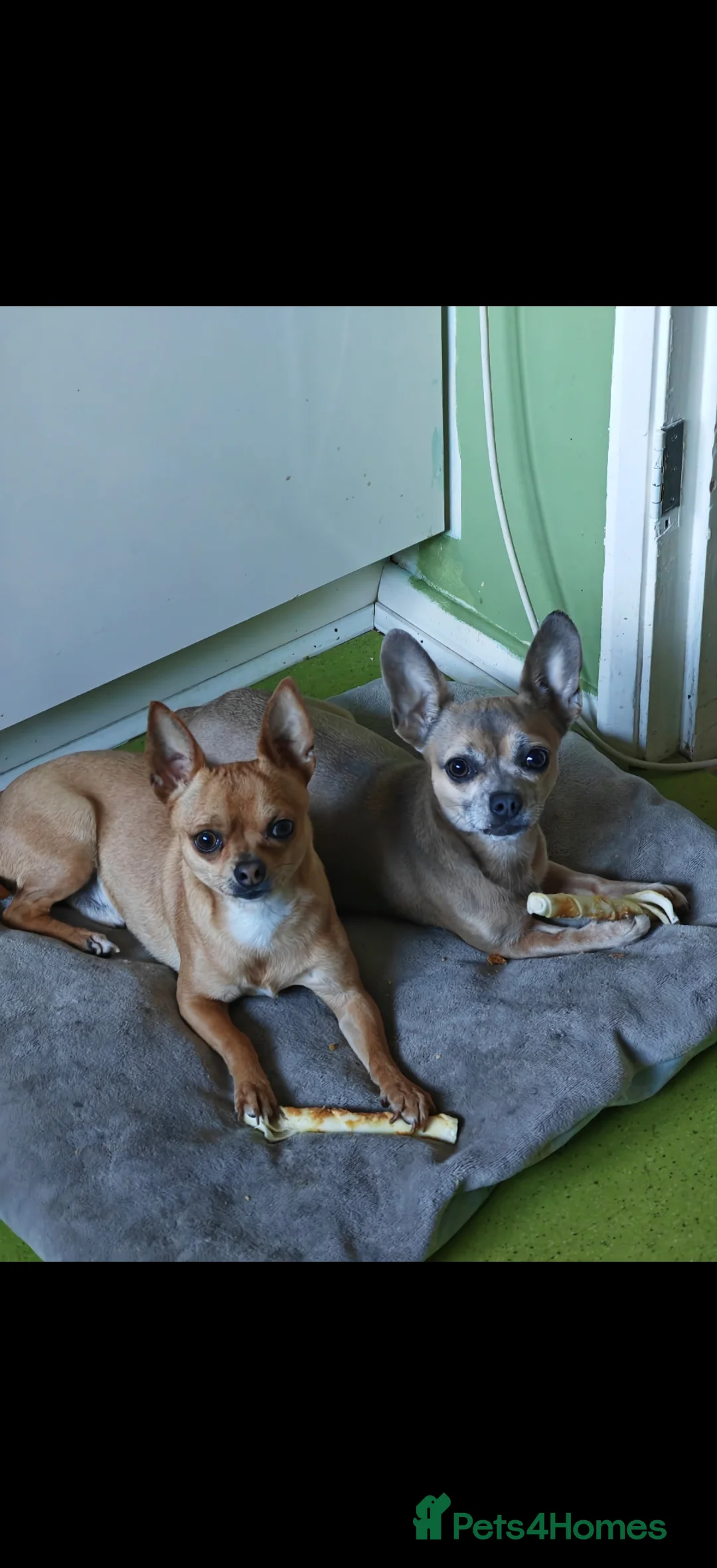 Chihuahua dogs for sale: Chihuahua puppys - Advert 40