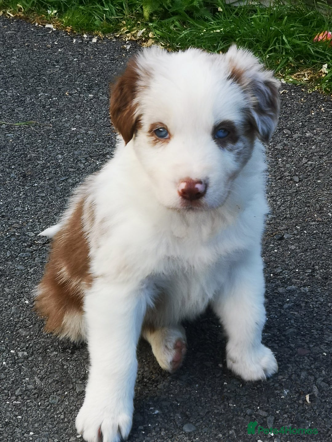 Border Collie dogs for sale: Stunning Fluffy Border Collies Puppies for Sale - Image 21