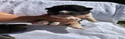 Akita dogs for sale: Akita puppy’s  - Advert 2