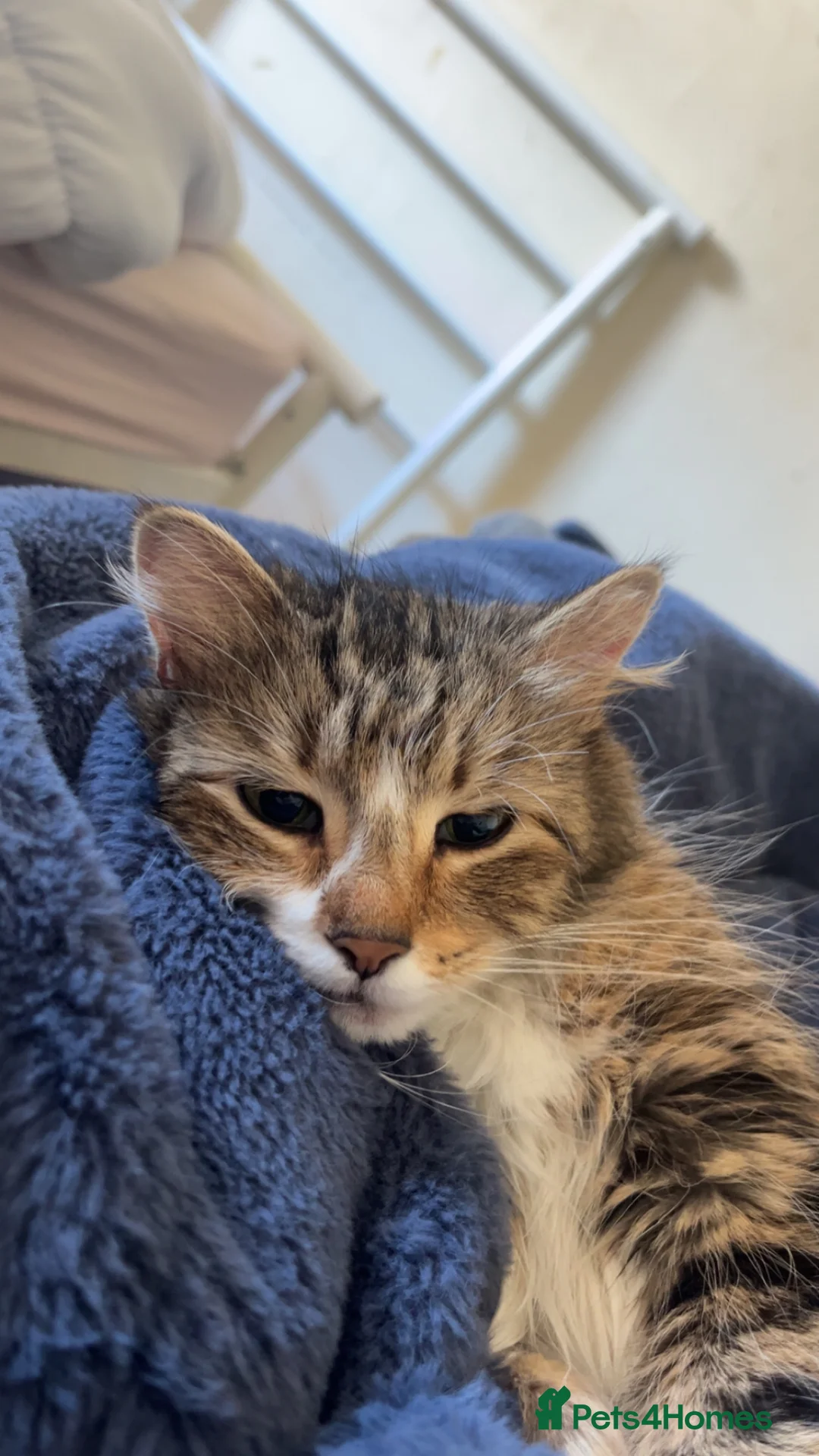 Mixed Breed cats for sale: Pretty part Maine coon kittens - Advert 11