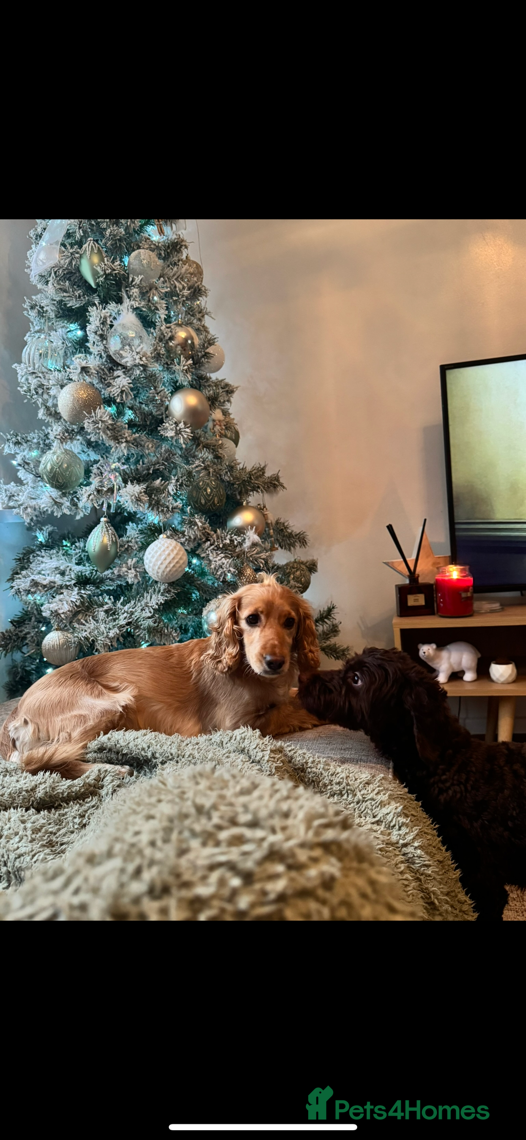 Cockapoo dogs for sale: Beautiful Cockapoo Puppies  - Advert 2