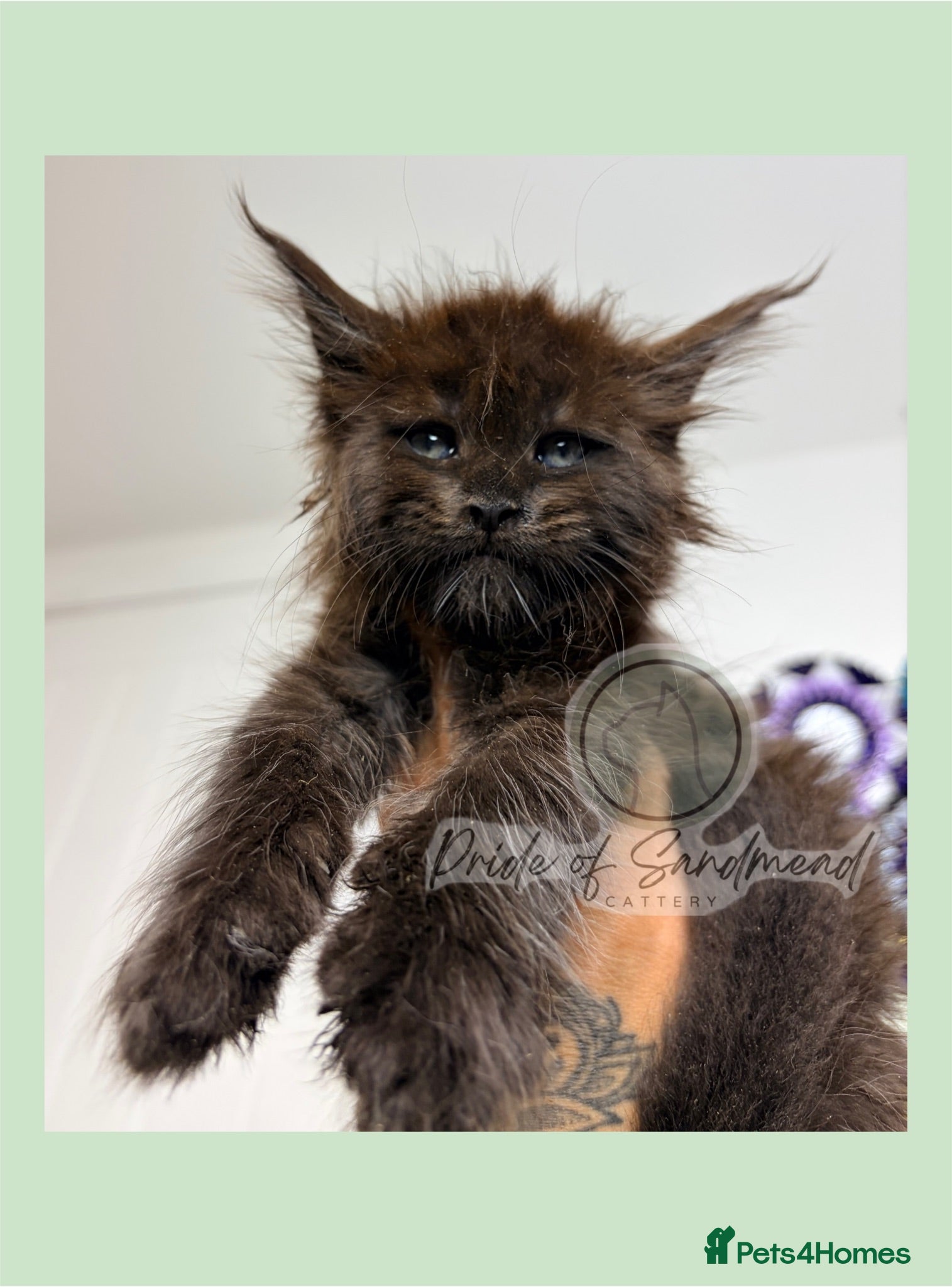 Maine Coon cats Family Raised Russian Maine Coons  - Advert 1