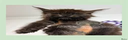Maine Coon cats for sale: Family Raised Russian Maine Coons  - Advert 5