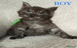 Maine Coon cats for sale: MaineCoon Kittens For Sale Black Smoke - Image 11