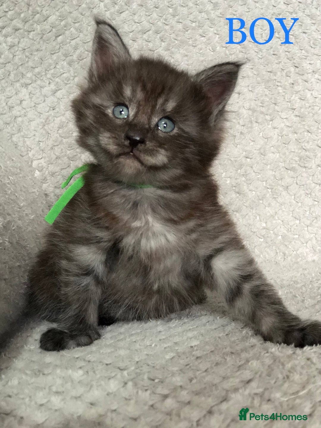 Maine Coon cats for sale: MaineCoon Kittens For Sale Black Smoke - Image 11