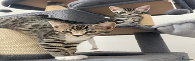 Sox