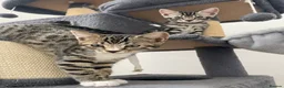 Bengal cats for sale: Bengal X Ready NOW - Advert 8