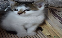 Mixed Breed cats for sale: Premium kittens ready to find their new homes - Image 12