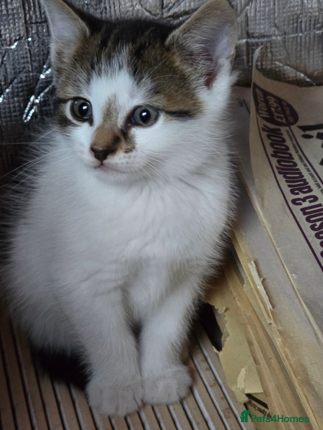 Mixed Breed cats for sale: Premium kittens ready to find their new homes - Image 12