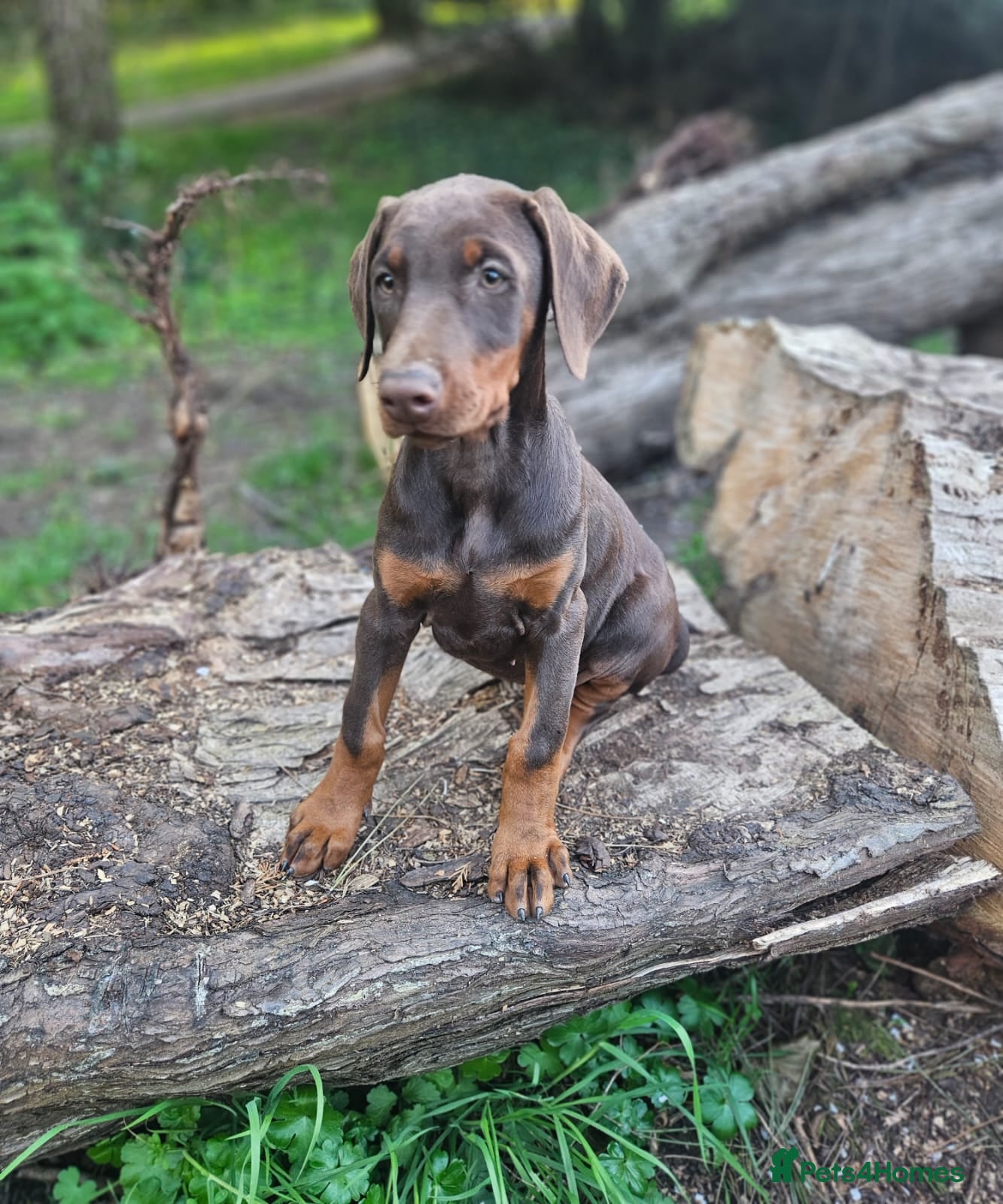 Dobermann dogs 🔥Ready now Top Quality 🏆 KC Registered pup's 🐾 - Advert 6