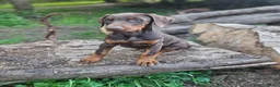 Dobermann dogs for sale: 🐕🐾 KC'D Superb little Girl Ready Now! 🏆 🐾 - Advert 27
