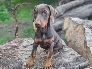 Dobermann dogs 🔥Ready Now Top Quality 🏆 KC Registered Pup's 🐾 - Advert 3