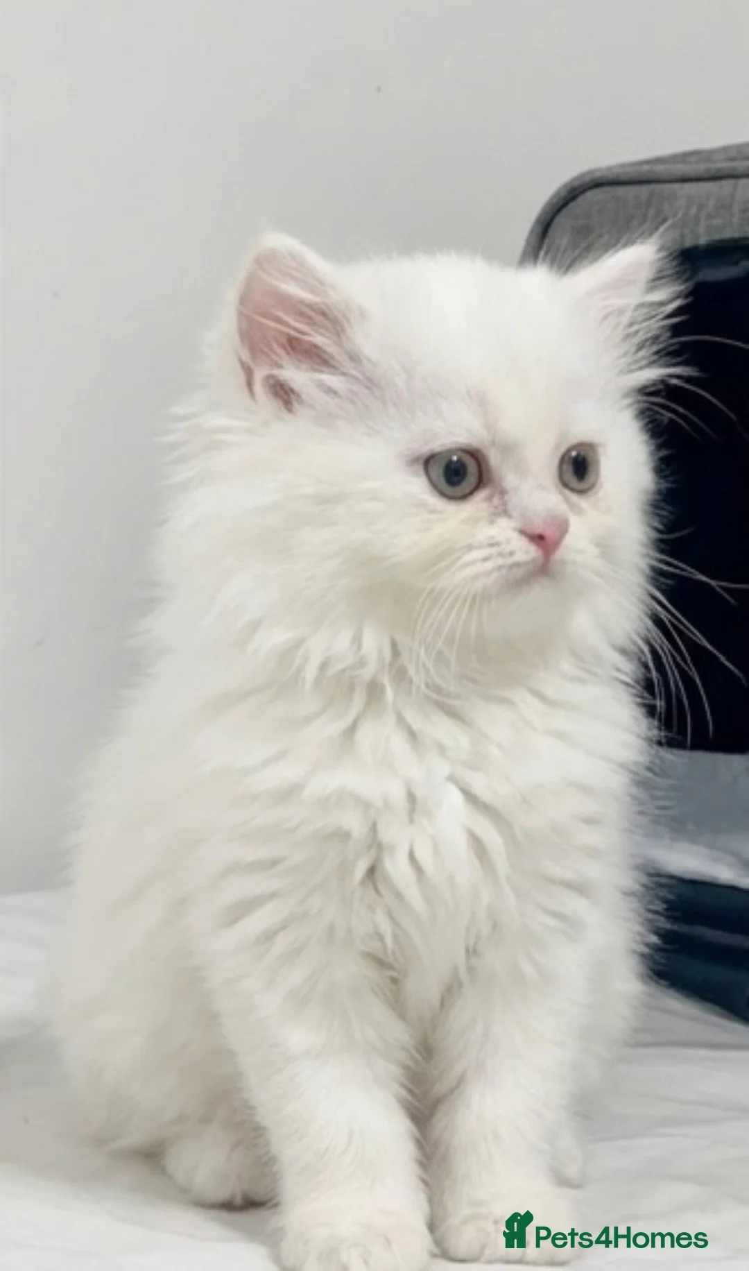 Persian cats for sale: Beautiful White Persian Kitten Fully Vaccinated - Advert 4