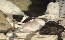 Mixed Breed dogs for sale: Cocker jacks for sale  - Image 1