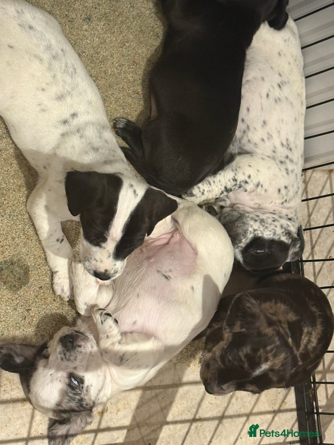 Mixed Breed dogs for sale: Cocker jacks for sale  - Image 1