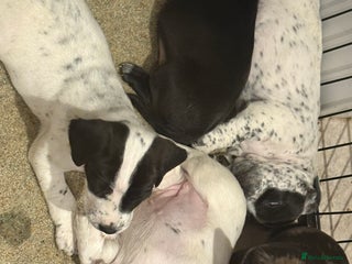 Mixed Breed dogs - Advert 8