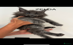 Maine Coon cats for sale: STUNNING MAINE COON KITTENS BLUE SMOKE (tica reg ) - Image 8