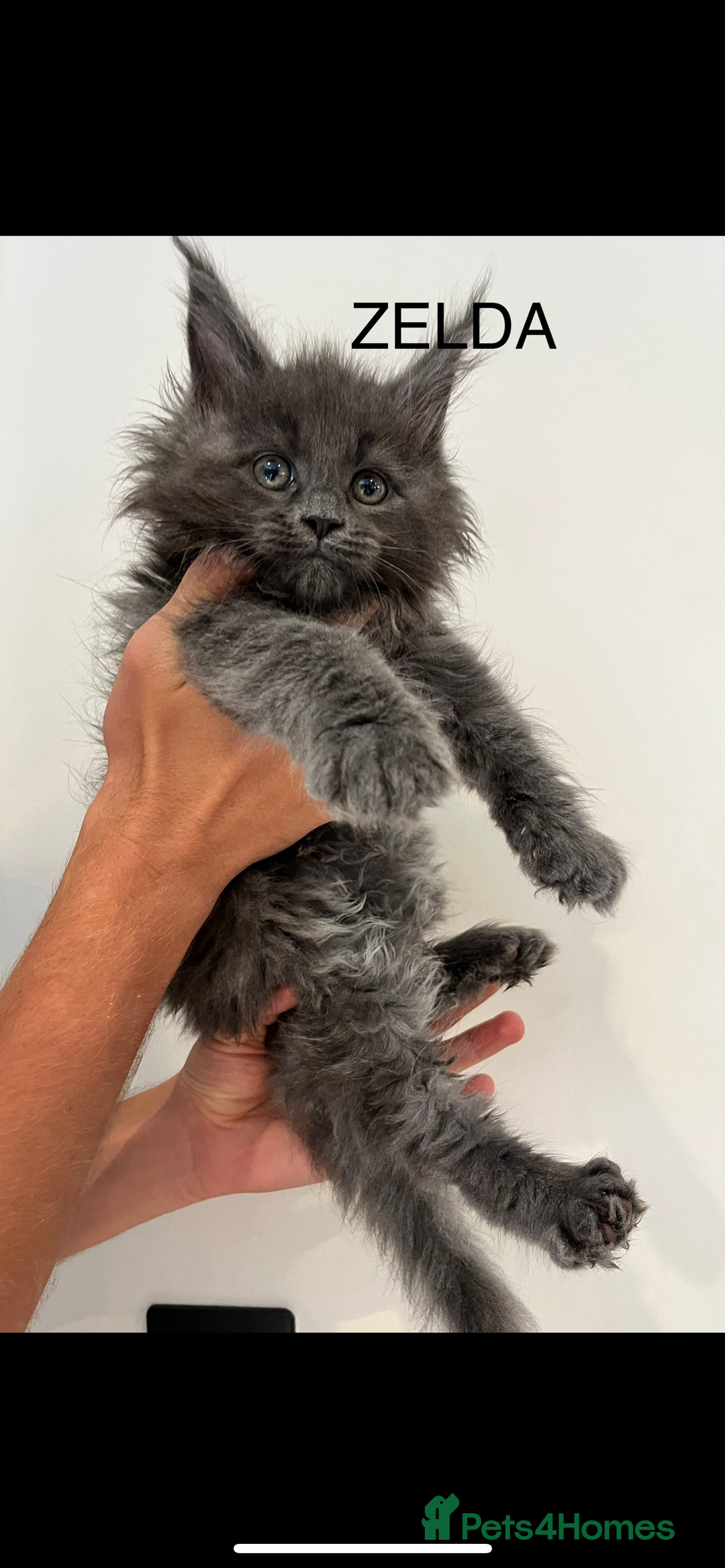 Maine Coon cats for sale: STUNNING MAINE COON KITTENS BLUE SMOKE (tica reg ) - Image 8
