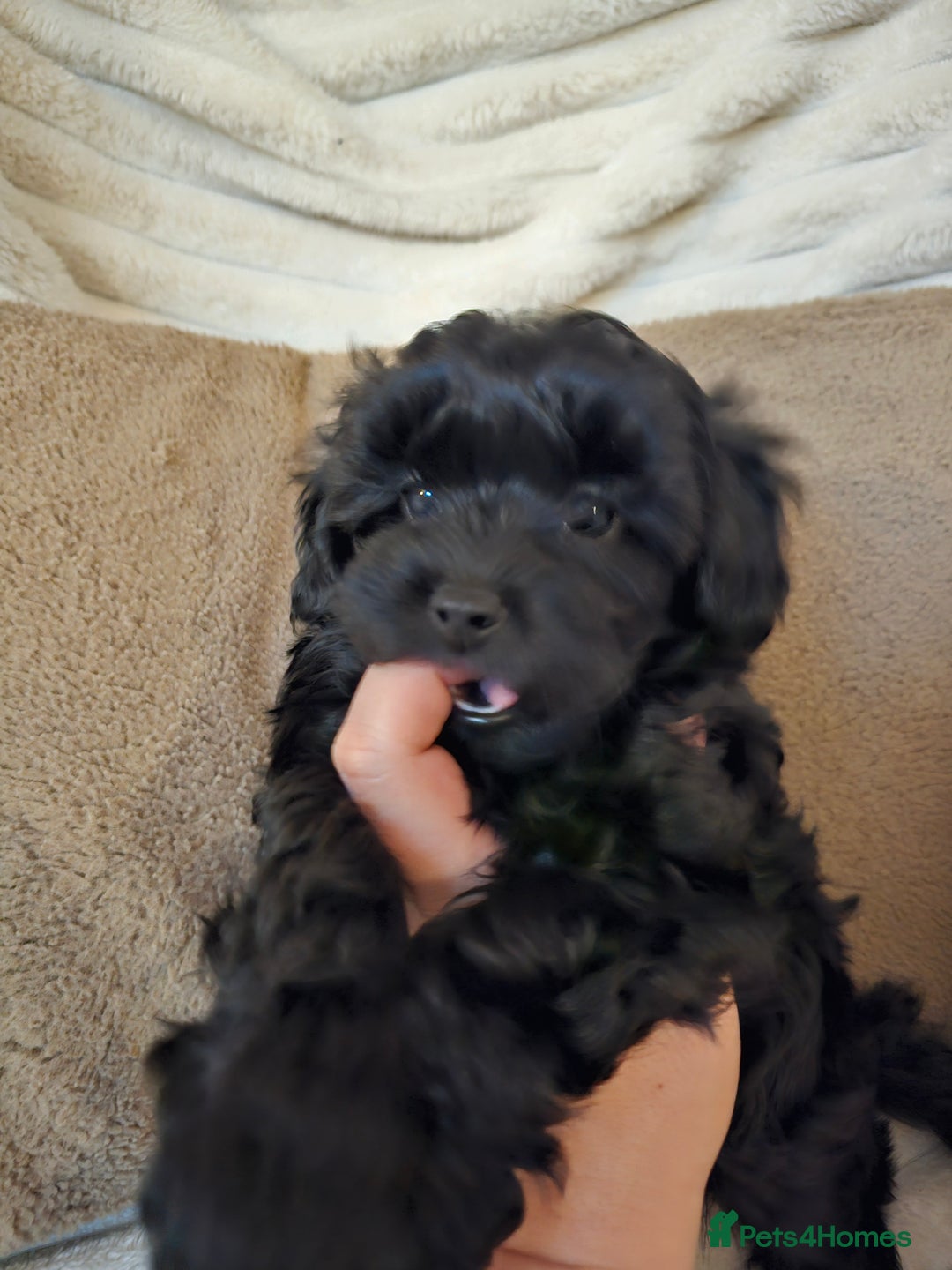 Maltipoo dogs for sale: Adorable rare merle maltipoos  ready no!!w - Advert 10