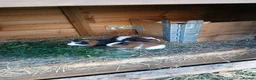 Guinea Pig rodents for sale:  guinea pigs babys  - Advert 5