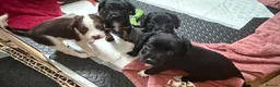 Mixed Breed dogs for sale: Lovely Cockapoo/Border Collie puppies in Abergavenny - Advert 14