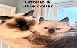 Ragdoll cats for sale: 4 Prebred Ragdolls kittens for sale - Image 18
