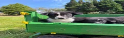 Border Collie dogs for sale: 4 Beautiful Border Collie Pups  in Lancaster - Advert 7