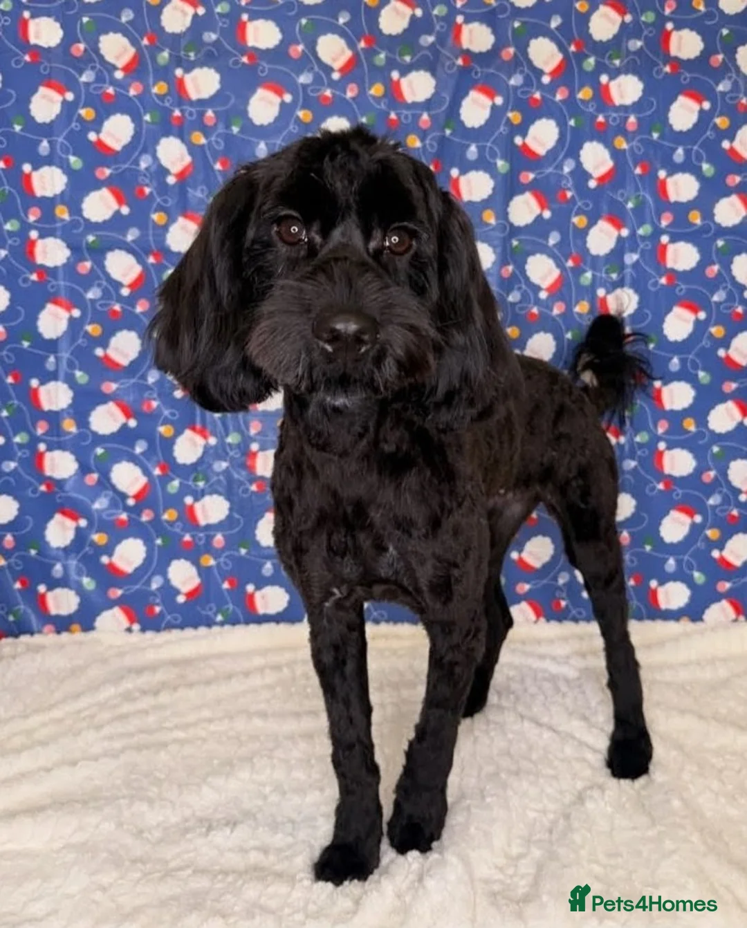 Mixed Breed dogs for sale: Very cute Sprokerpoo Puppies for sale  - Advert 1