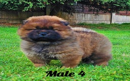 Chow Chow dogs for sale: Crufts Best of Breed pedigree  - Image 8
