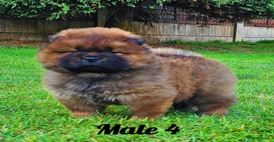 Chow Chow dogs - Advert 13