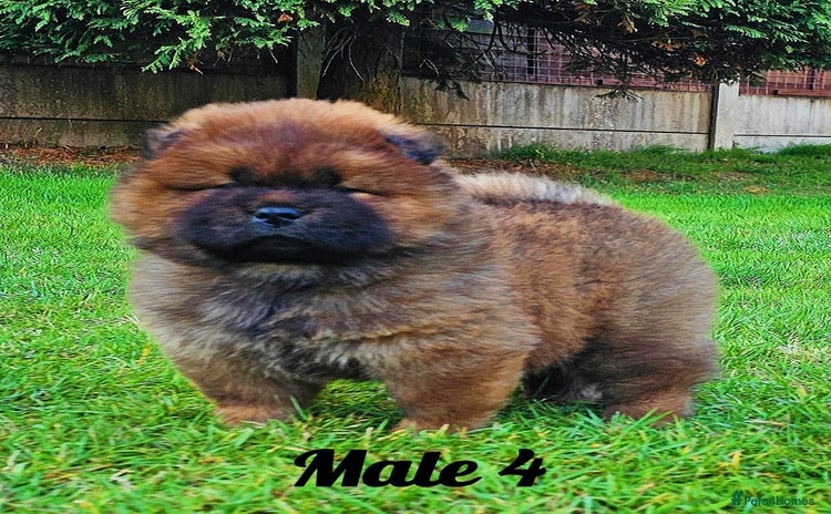 Chow Chow dogs - Advert 1