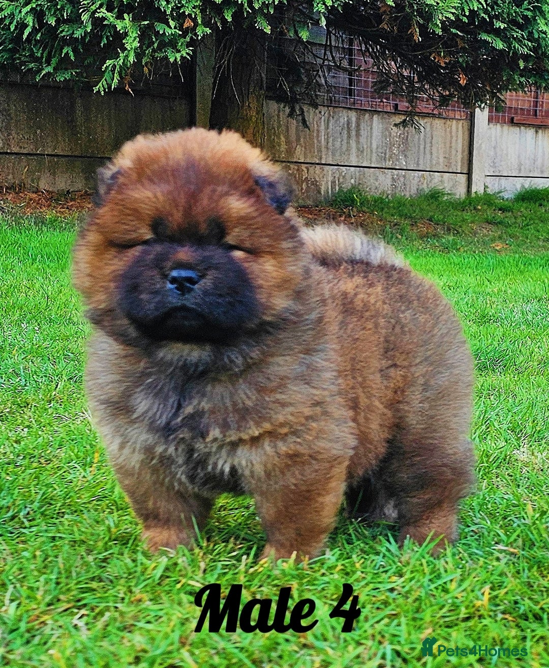 Chow Chow dogs for sale: Crufts Best of Breed pedigree  - Image 8