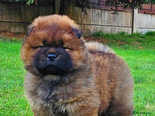 Chow Chow dogs - Advert 26