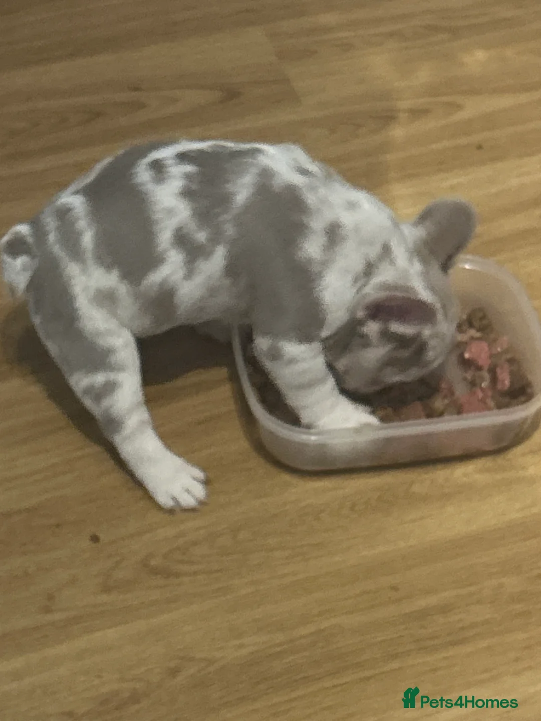 French Bulldog dogs for sale: two pups remaining  in Bourne - Advert 2