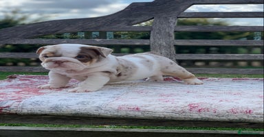 English Bulldog dogs - Advert 9