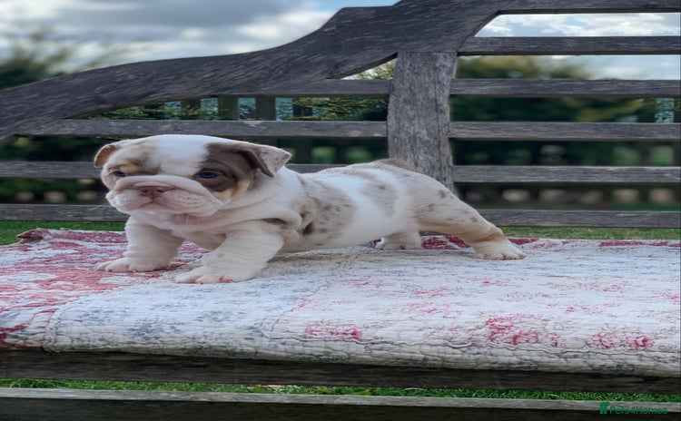English Bulldog dogs - Advert 15