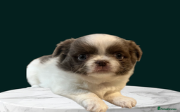 Chihuahua dogs for sale: 💙💙 Beautiful boys - very fluffy Chihuahuas 💙💙 - Image 3
