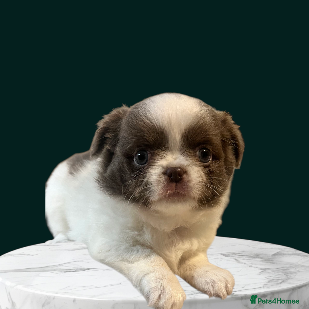 Chihuahua dogs for sale: 💙💙 Beautiful boys - very fluffy Chihuahuas 💙💙 - Image 3