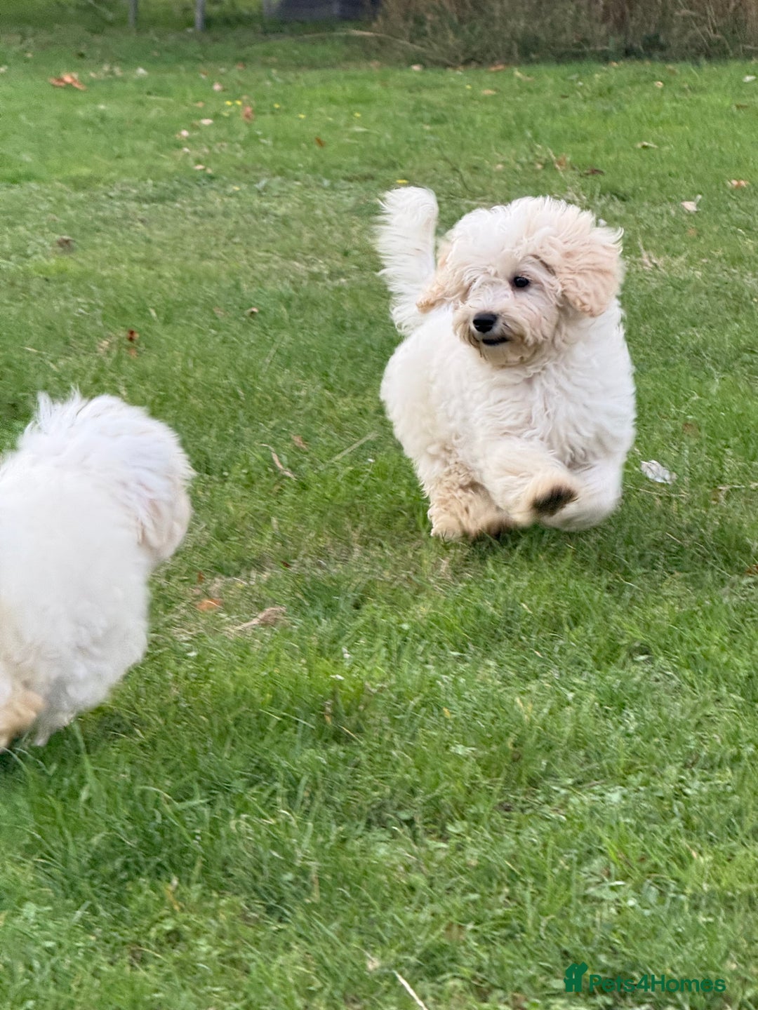 Maltipoo dogs for sale: 🌟LAST 2🌟 Black+White Boy 🐼 Biscuit+White Girl🍪 - Image 6