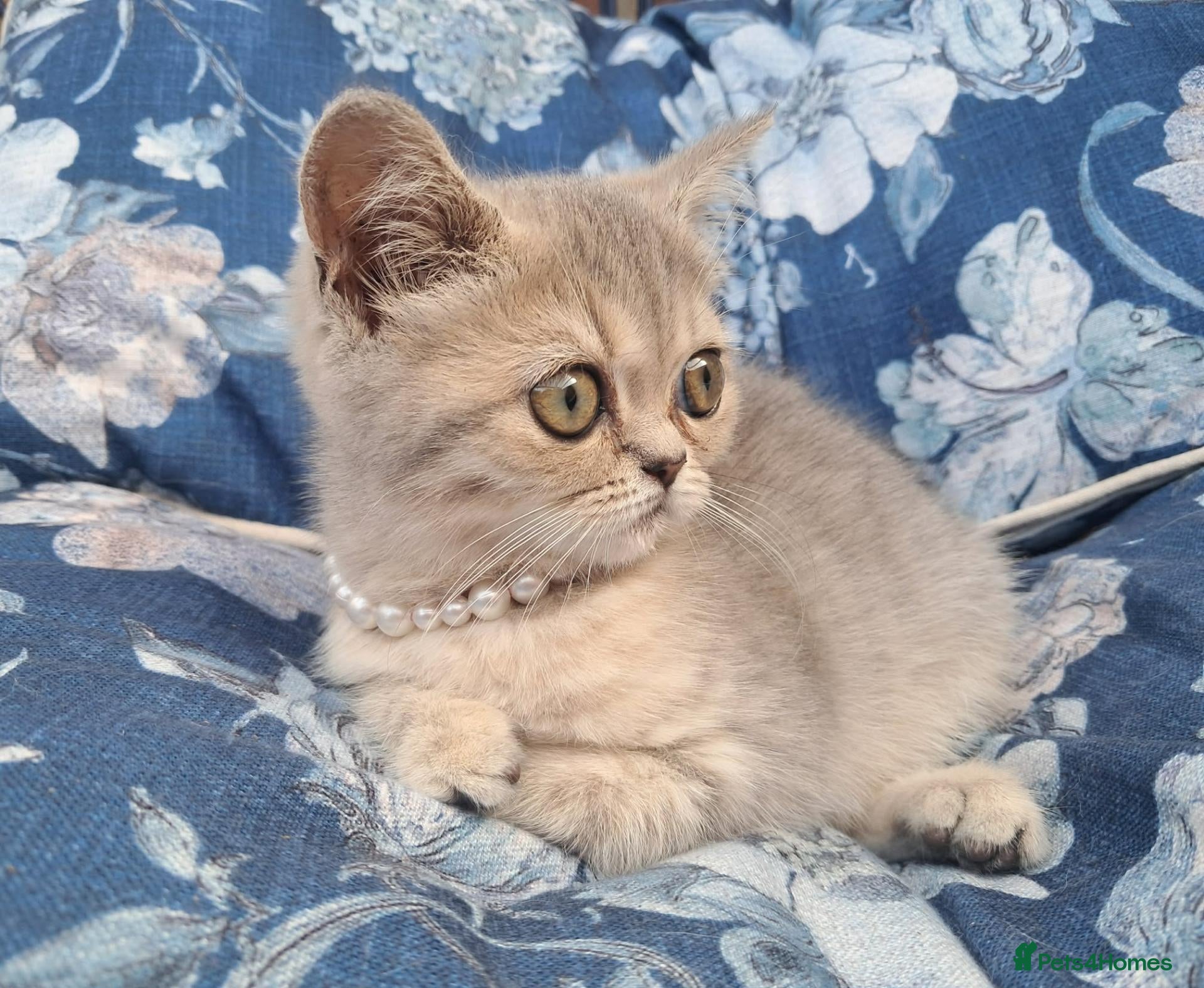 Scottish Fold cats Beautiful kitty - Advert 1