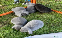 Mini Lop rabbits for sale: Male mini lop babies READY TO LEAVE  - Image 15