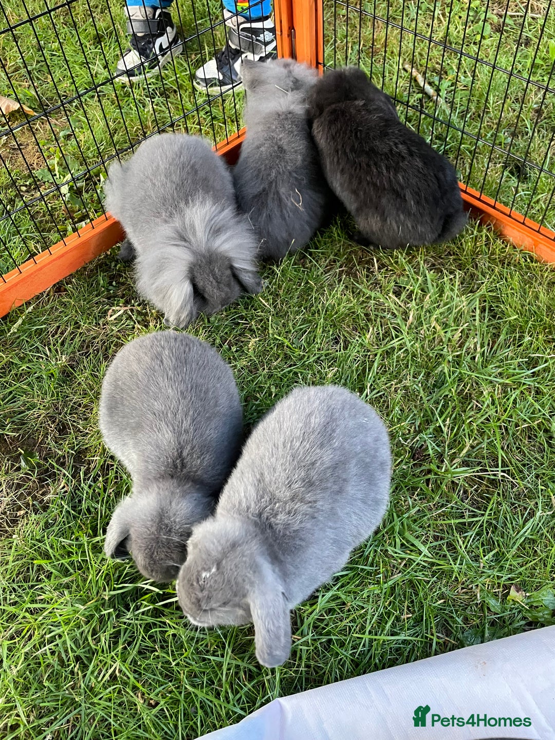 Mini Lop rabbits for sale: Male mini lop babies READY TO LEAVE  - Image 15