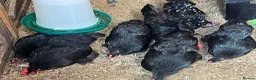 Chickens poultry for sale: Lovely black Pekin hens for sale  - Advert 5