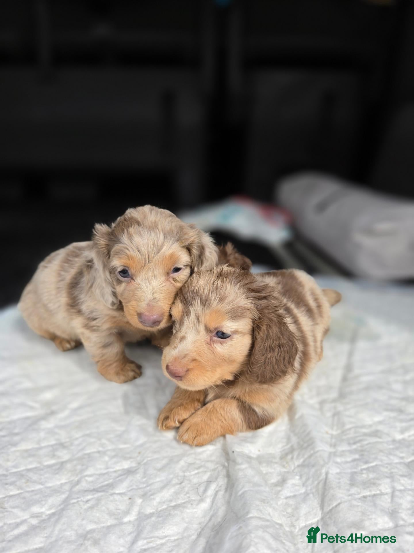 Miniature Dachshund dogs for sale: Beautiful Long Haired Miniature Dachshund Girl - Advert 1