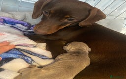 Miniature Dachshund dogs for stud: Smooth haired piebald miniature dachshund  - Image 7