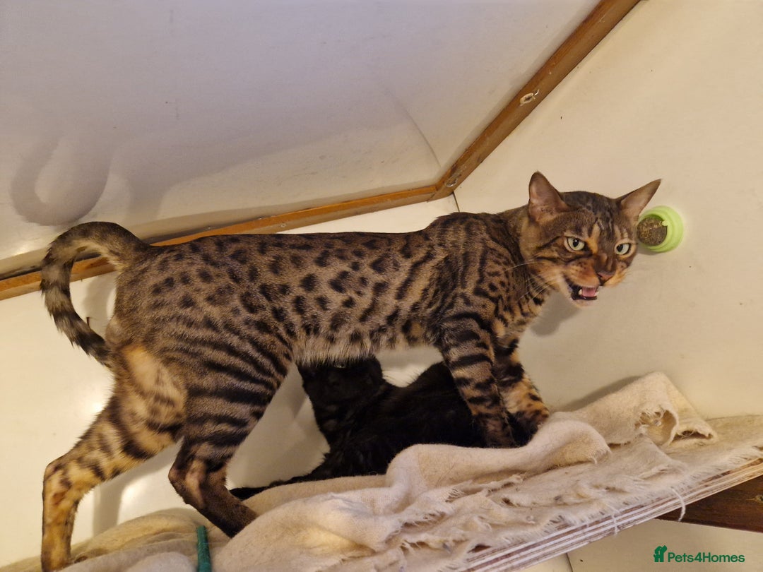 Mixed Breed cats for sale: Bengal, Siamese mix. 7/8ths Bengal 1 /8th Siamese  - Advert 17