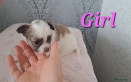 Chihuahua dogs for sale: Long Coat Chihuahua puppies - Image 12